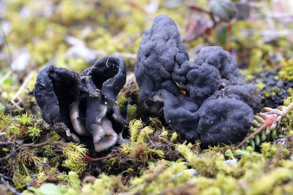 Helvella semiobruta